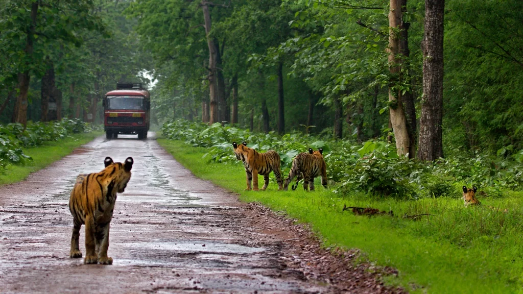 Luxury Tiger Safari Tour in India: A Once-in-a-Lifetime Experience
