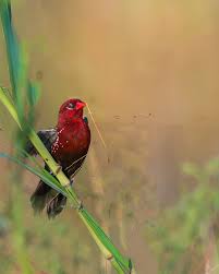 Birding in India A Paradise for Avian Enthusiasts
