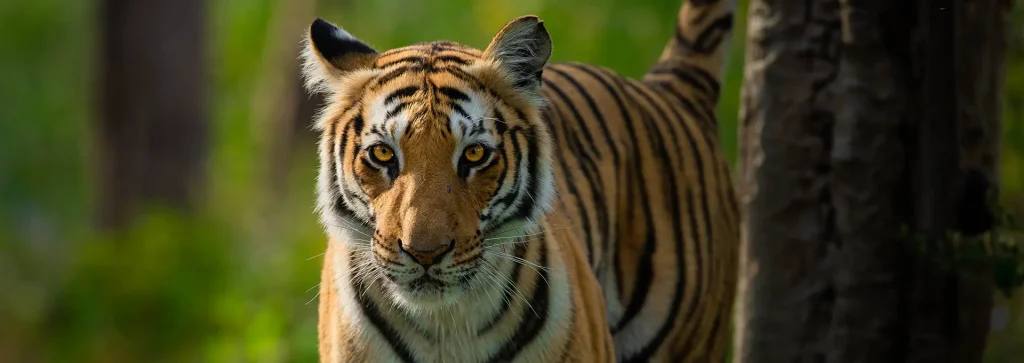 Best Tiger Safari in India Where to See the Royal Bengal Tiger in the Wild